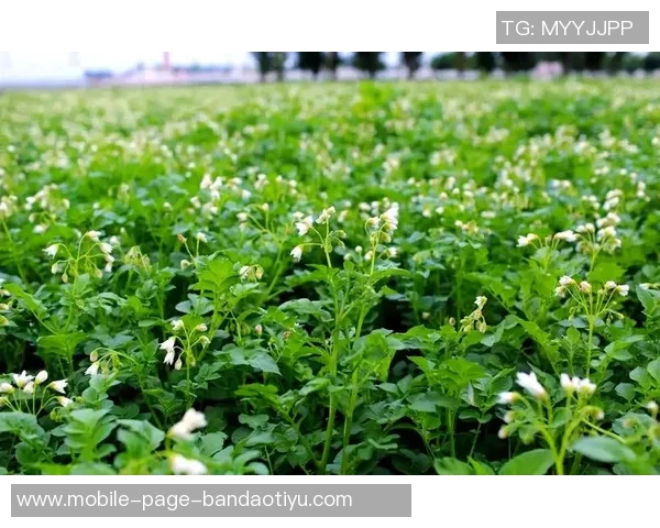 今日趣图：土豆开花的奇妙瞬间与枪手夺冠的美好期待
